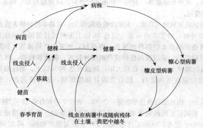 甘薯莖線蟲(chóng)病的病害循環(huán)