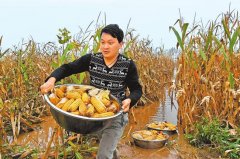 豐收季偏逢陰雨天 今年秋收秋種注意啥