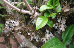 茶樹種植茶煤病有什么癥狀表現(xiàn),如何防治？ 