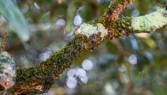 茶樹苔蘚、地衣的癥狀與防治