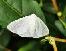 茶白毒蛾的發(fā)生與防治