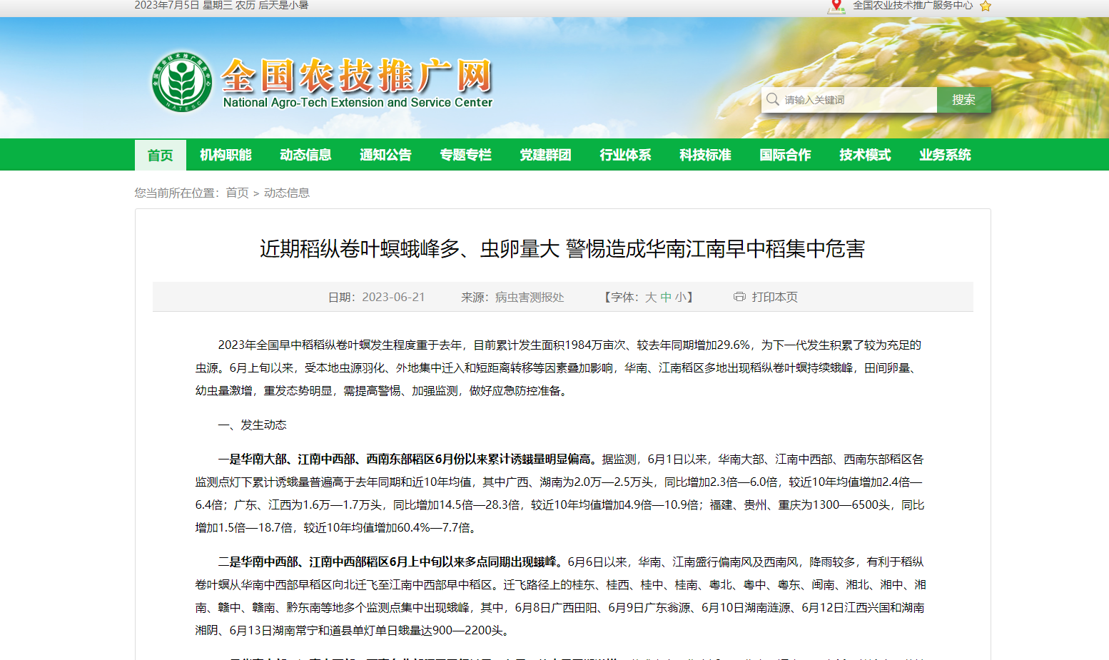 近期稻縱卷葉螟蛾峰多、蟲卵量大 警惕造成華南江南早中稻集中危害