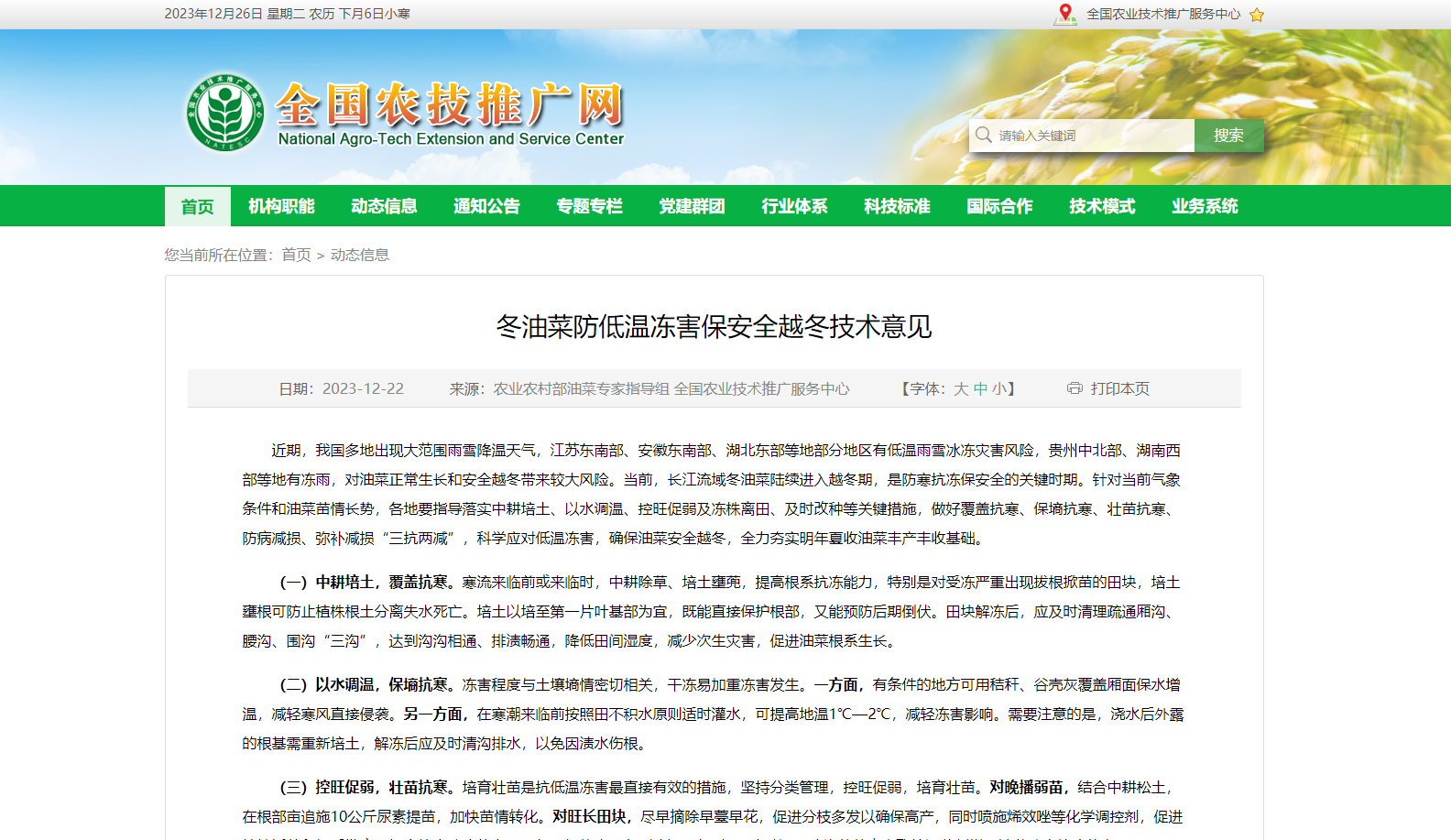 冬油菜防低溫凍害保安全越冬技術意見